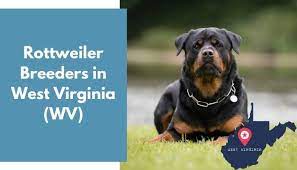 Akc rottweiler puppies come with health certificates, health guarantees, and breeder support for life. 9 Rottweiler Breeders In West Virginia Wv Rottweiler Puppies For Sale Animalfate