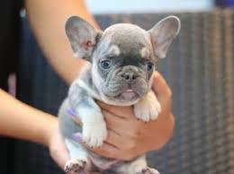 Frenchie pug · riverside, ca. French Bulldog Dubizzle Dubai My Free Ads Uae