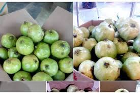 (1) mengikat kantong plastik di cabang buah berada, cara ini. Cara Mengatasi Jambu Kristal Busuk Karena Kalau Tidak Dibungkus Seringnya Jambu Madu Busuk Dan Berulat Mudik Wisata Pro Player