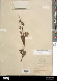 Image result for Crotalaria cleomifolia