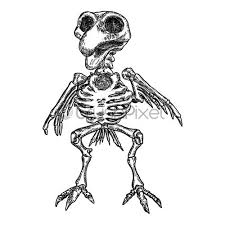 We did not find results for: Bird Skeleton Witchcraft Magic Occult Attribute Decorative Element Hand Drawing Stock Vector Crushpixel