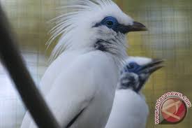 بنديرا مليسيا) atau dikenali sebagai jalur gemilang, mengandungi 14 jalur merah dan putih (melintang) yang sama lebar bermula dengan jalur merah yang melambangkan keberanian rakyat malaysia yang tiada bandingnya terhadap negara ini. Bksda Yogyakarta Dorong Masyarakat Giatkan Penangkaran Antara News