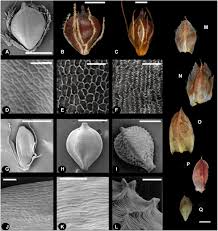 Image result for Schoenoplectus muriculatus