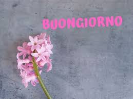 Vedremo foto bellissime di bouquet di fiori, tulipani, margherite e girasoli, siete pronti ?. Buongiorno Con I Fiori Piu Di 60 Immagini E Un Video Da Dedicare Passione Mamma