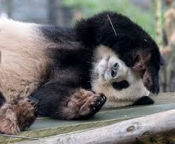 With a wide range of cuisines, one can order fast food, pizza delivery, drinks, desserts, cake or daily items. Pandas At The Berlin Zoo Visitberlin De