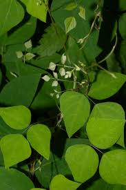 Image result for Amphicarpaea