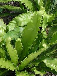 Ruffled Bird S Nest Fern How To Grow Care Tips Https Www Houseplant411 Com Houseplant Birds Nest Fern How To Grow Car Bird Nest Fern Ferns Garden Fern Plant