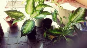 ディフェンバキアカミーラはどんな観葉植物 Greensnap グリーンスナップ