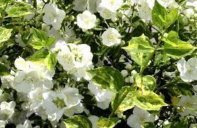 Variegated Leaved Mock Orange Philadelphus Innocence Order