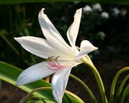 Image result for Crinum walteri