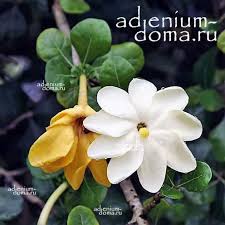 Image result for Gardenia volkensii