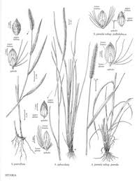 Image result for Setaria pumila