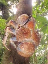 Coconut Crabs Live Alone In Underground Burrows And Rock Crevices Coconut Crab Unusual Animals Rare Animals