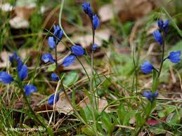 Image result for Polygala marensis