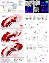 Read writing from dr marlene tham on medium. Connectivity Characterization Of The Mouse Basolateral Amygdalar Complex Nature Communications