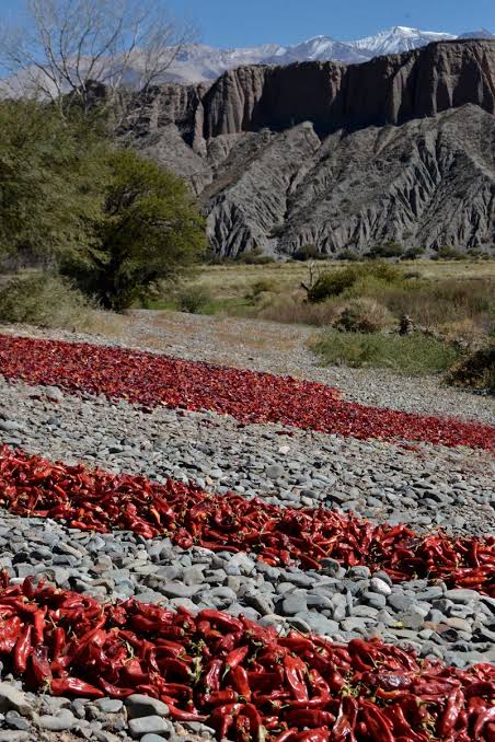 Payogasta – Visit Salta – Sitio web oficial de Turismo en Salta, Argentina