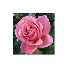 Sur son compte instagram, elle a publié une photo d. Line Renaud Var Meiclusif Rose Rosebushes Producer