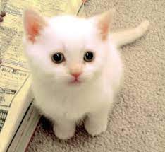 Celsy ramadhani sangat menyukai kucing sehingga sering bermain sama kucing yang lucu dan gemesin#kucing #celsyramadhani #kucinglucu. Halo Semuanya Selamat Datang Di Gambar Tertawa Blogspot Com Kali Ini Penulis Akan Membagikan Koleksi Gambar G Gambar Kucing Lucu Cute Kittens Anak Kucing Gemas