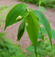 Image result for Streptopetalum