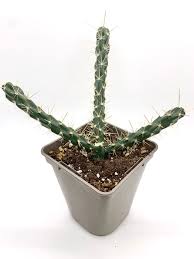 Image result for Opuntia imbricata