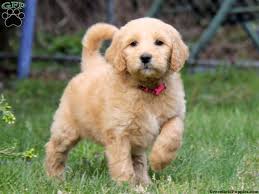 We did not find results for: Goldendoodle Puppies For Sale Greenfield Puppies Goldendoodle Puppy For Sale Best Dog Toys Goldendoodle Puppy