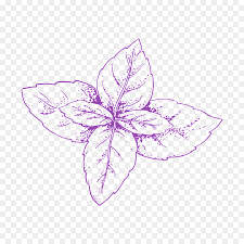 Zeichnen Von Tragbaren Netzwerkgrafiken Clipart Skizze Vektorgrafiken Salatzeichnung Png Abbildung Png Herunterladen 1024 1024 Kostenlos Transparent Veilchen Png Herunterladen