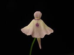 Image result for Utricularia baoulensis
