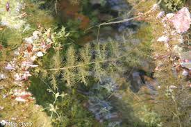 Image result for Utricularia australis
