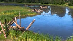 It is open to the public and is a great place for hiking, bird watching and viewing wildlife in its natural habitat. Jackson Bottom Wetlands Preserve Tree For All