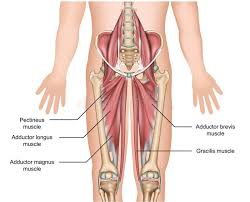 Os ischii) naar het onderbeen (latijn: Illustration About Adductor Muscles Anatomy 3d Medical Illustration On White Background Eps 10 Illustration Of Girdle Ham In 2021 Muscle Anatomy Yoga Fitness Anatomy