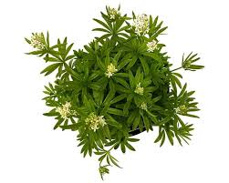 Image result for Galium