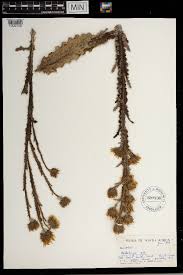 Image result for Berkheya zeyheri