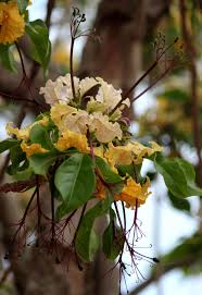 Image result for Cladostemon