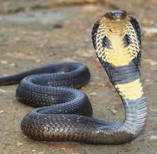 Long Live The King Cobra King Cobra Snake Cobra Snake Snake Venom
