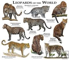 Pin By Meredith Seidl On Animals Animals Wild Wild Cats Leopard Art