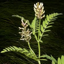 Image result for Astragalus atropilosulus