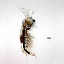 Image result for Sida chrysantha