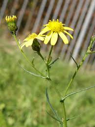 Image result for Senecio latifolius