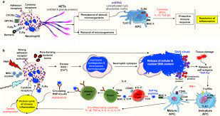 Auswerfen von mit proteinen umhüllten strängen (=net) aus granulären proteinen und nukleären bestandteilen In Vivo Evidence For Extracellular Dna Trap Formation Cell Death Disease