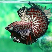 Pin By Sefa Baris On Cantiknya Ikan Ikan Hias In 2020 Betta Aquarium Betta Fish Betta Fish Tank