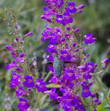 Western washington hosts two species of hummingbirds, the anna's hummingbird and the rufous. How To Create A California Hummingbird Garden With Native Flowers Pictures Of Both Hummingbird And Native Plants California Native Plants California Flowers