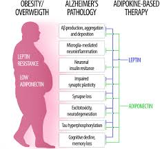 Frontiers The Role Of Leptin And Adiponectin In Obesity
