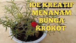 Perlukah dipupuk agar rajin berbunga? Ide Kreatif Menanam Bunga Krokot Youtube
