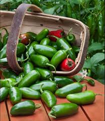 Can you freeze jalapeno peppers? How To Store Jalapenos Kitchen Lily