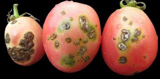 Image result for tomato seedling xanthomonas vesicatoria