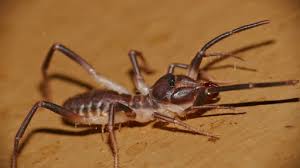 A camel spider are not excellent jumpers but can crawl and climb up trees and over building walls when looking for prey. Camel Spiders Use Powerful Jaws To Slice Through Birds Video