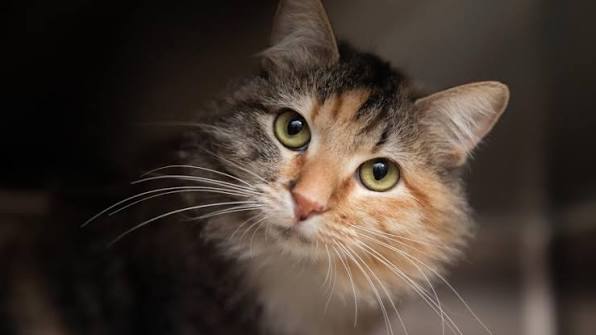 Terrific tales from animal shelters across the country | Best Friends  Animal Society