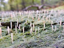 Image result for Multiclavula mucida