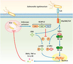 Salmonella infection may result from direct contact with infected animals or indirect contact via their environment. Salmonella Exploits Nlrp12 Dependent Innate Immune Signaling To Suppress Host Defenses During Infection Pnas