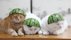 All orders are custom made and most ship worldwide within 24 hours. Cats Wearing Hats Gifs Get The Best Gif On Giphy